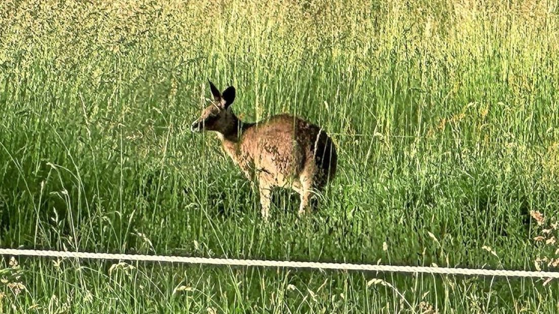 Kangur został odnaleziony po półrocznych poszukiwaniach 