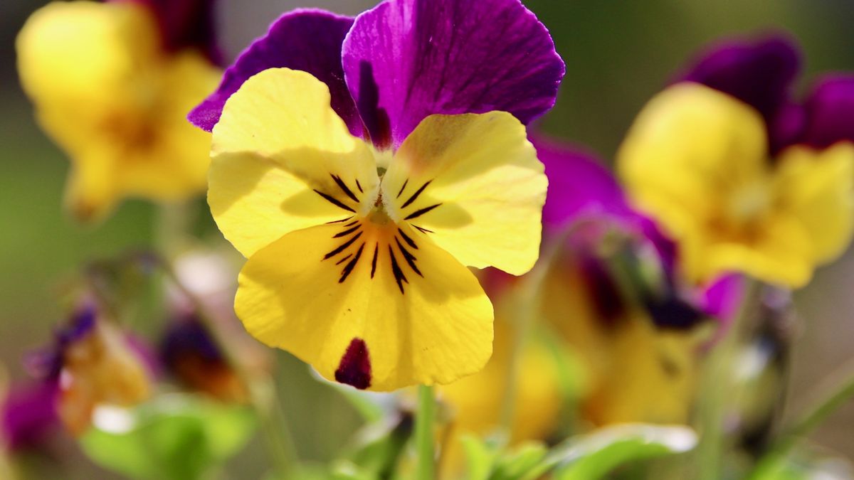 Dlaczego warto sadzić bratki?