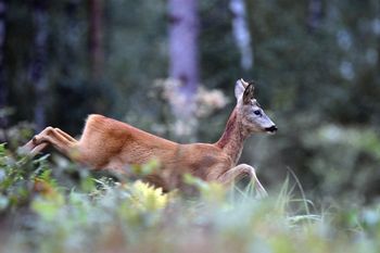 Zderzenie pojazdu z dziką zwierzyną. Wieluńska policja apeluje do kierowców
