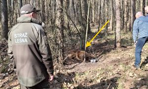 Straszne odkrycie w lesie. Był zupełnie wykończony