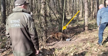 Straszne odkrycie w lesie. Był zupełnie wykończony
