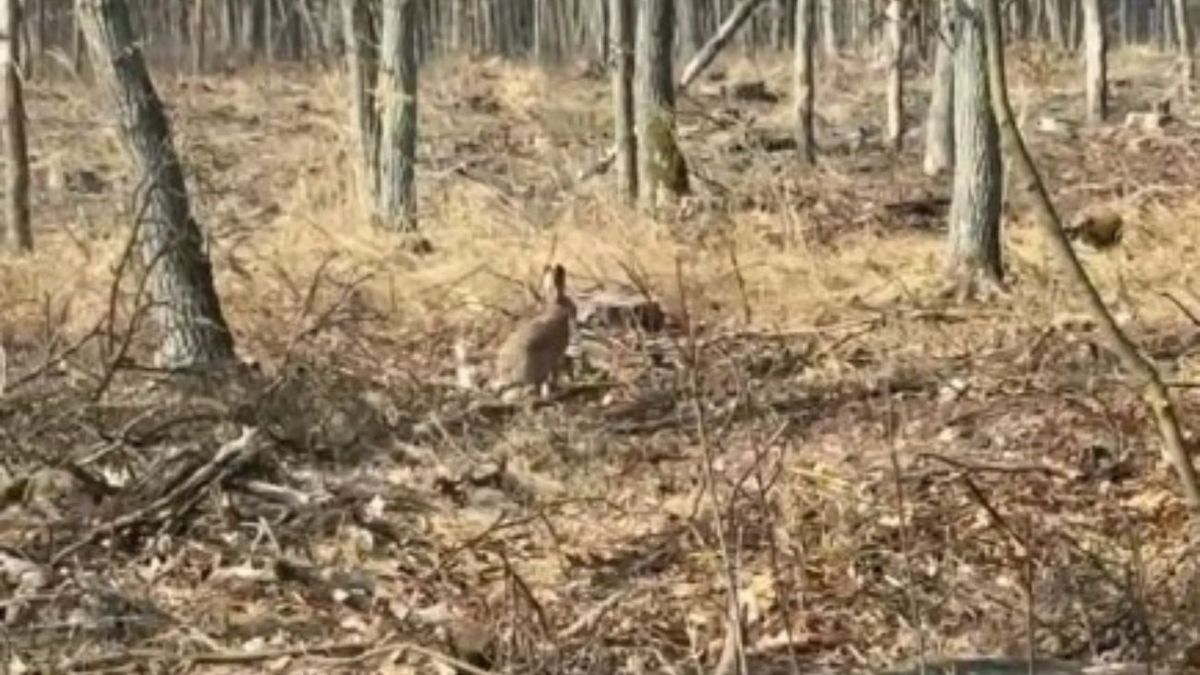 "Wielkanocny zajączek" uchwycony w lesie