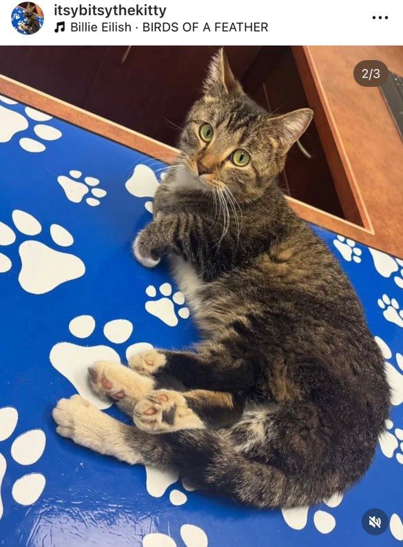 The cat Bitsy was born with six legs.