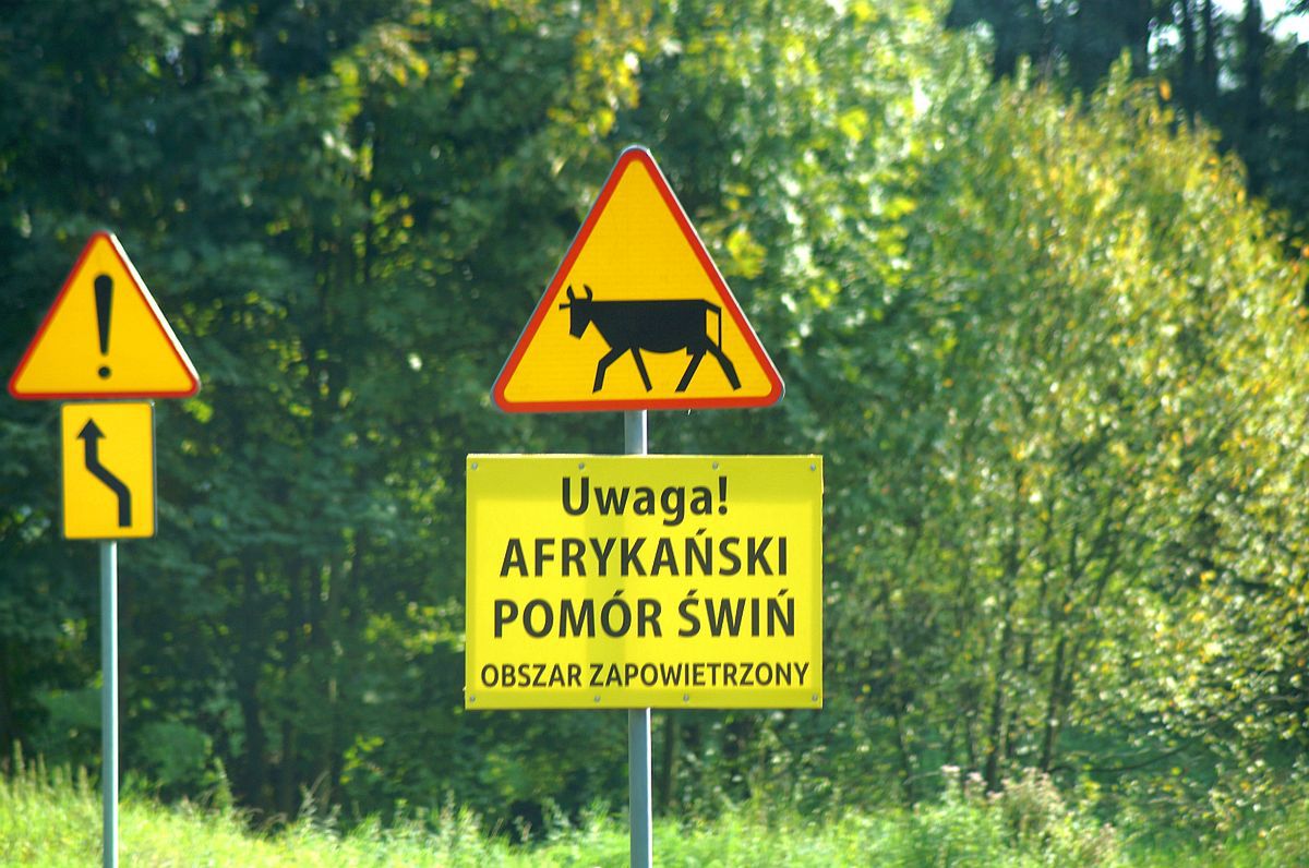 Dołhobyczów: Choroba świń zaatakowała kolejne gospodarstwo. Zmiany w niedzielnych dożynkach