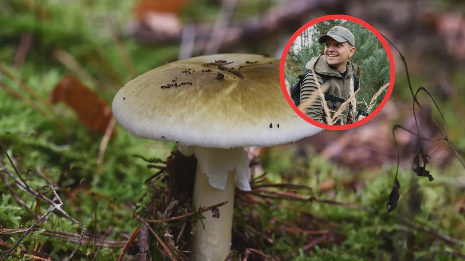 Muchomor zielonawy to najbardziej trujący grzyb w Polsce