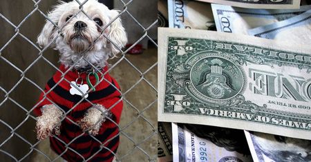 Polka mieszkająca w Chicago zapisała w spadku 100 TYSIĘCY DOLARÓW bielskiemu schronisku dla zwierząt! "Cuda się zdarzają"
