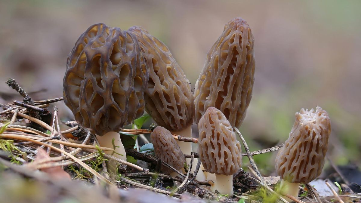 Zamiast smardzów zbierali trujące grzyby. To one spowodowały wzrost zachorowań na SLA