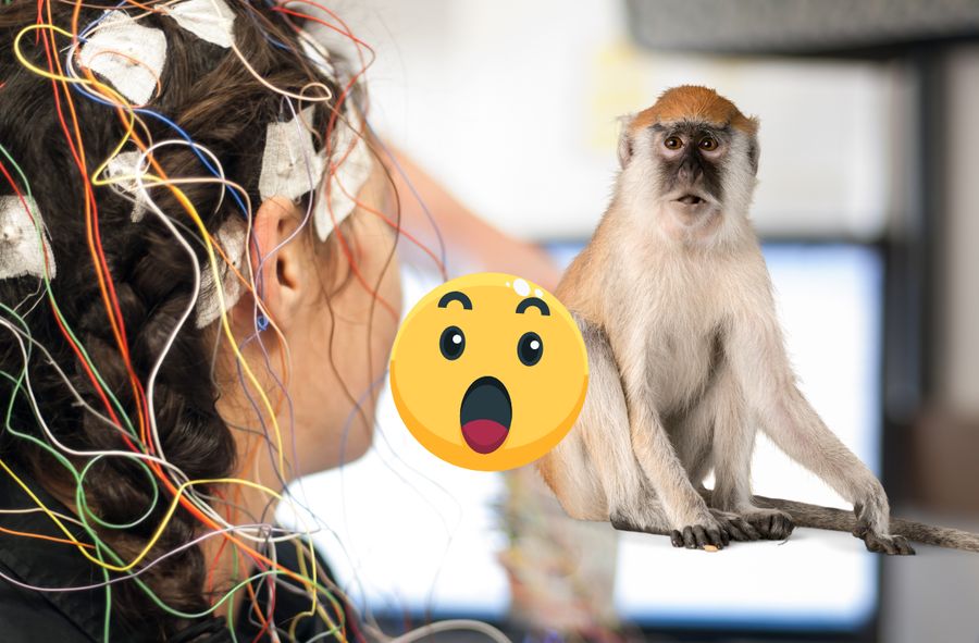 Połączyli mózg małpy z komputerem. "To jest przełom"