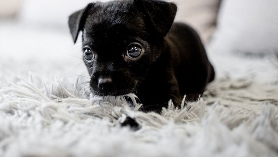 Szczeniak English toy terriera