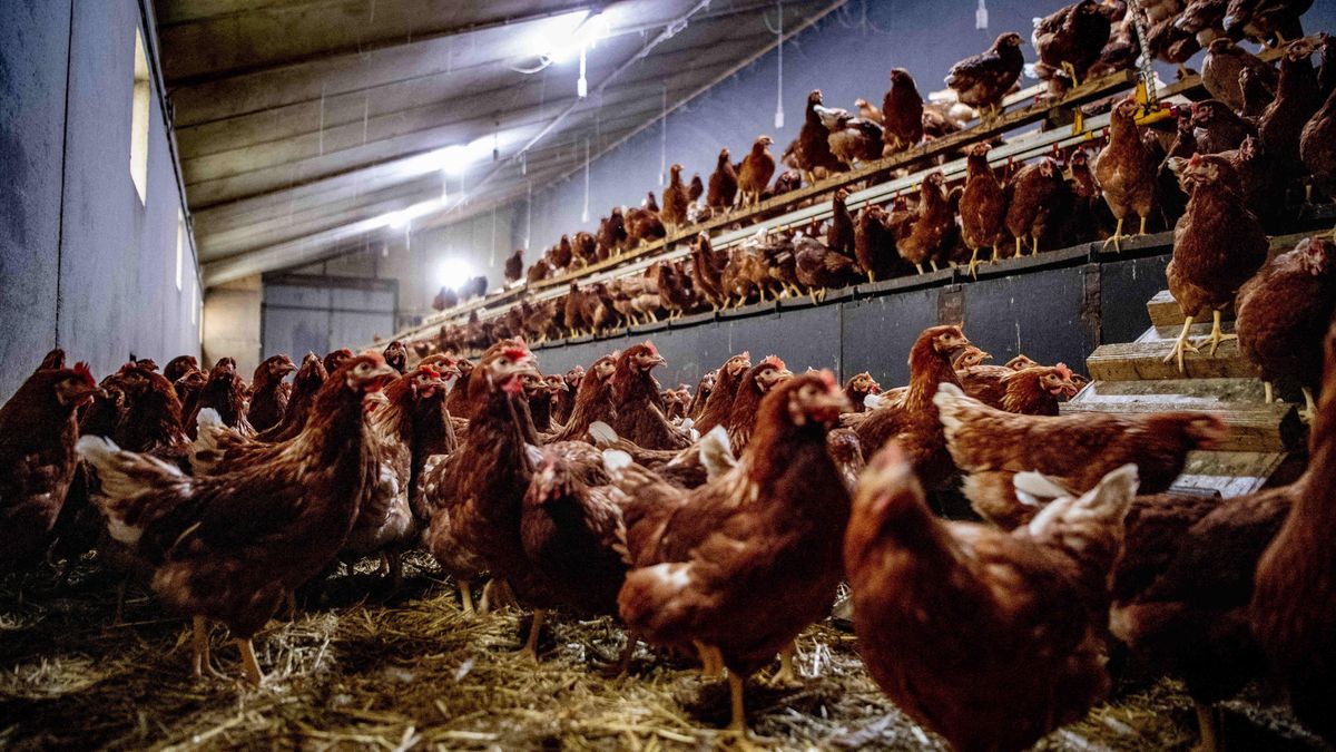 Koniec zakładów drobiarskich Res-Drob na Podkarpaciu. Zdj. ilustracyjne