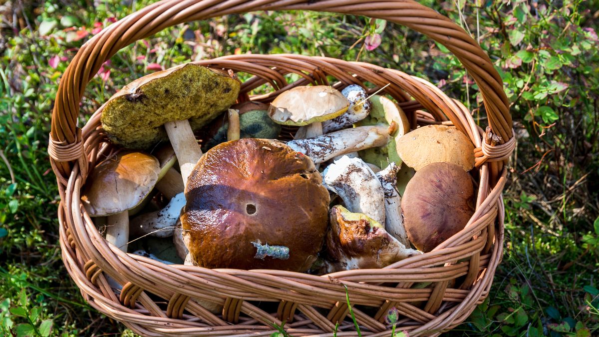 Grzyby w lesie - Pyszności