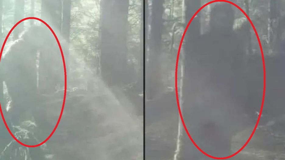 Kadry z fotopułapki w Dolinie