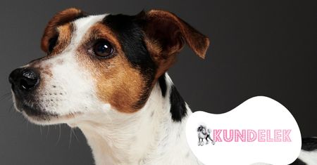 #AdoptujŚwiadomie: Szukamy domu dla Eneja, który kocha ruch i zabawę