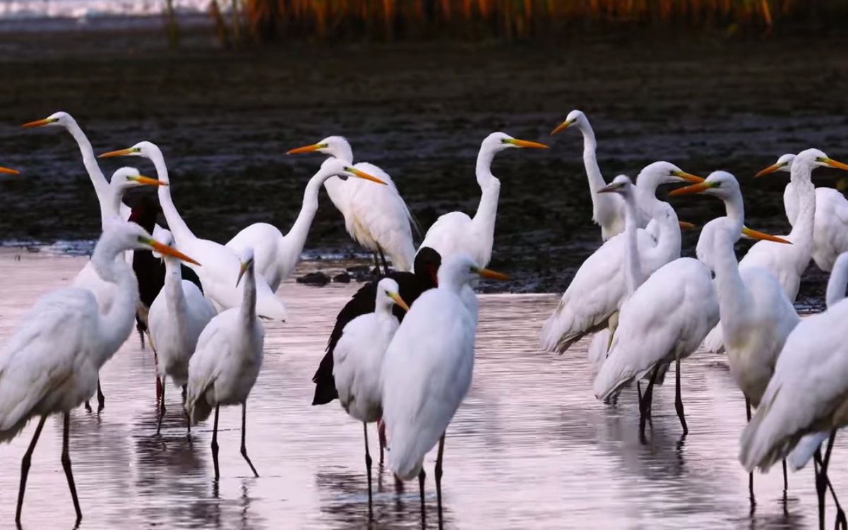 Stowaryszenie "Partnerstwo dla Doliny Baryczy"