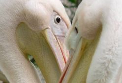 Warszawskie ZOO zaprasza na wyjątkowe walentynki. "Skorzystają ubrani na czerwono"