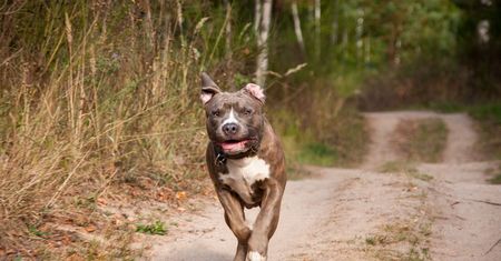 Amstaffy biegają bez smyczy. Mieszkańcy Osielska są zaniepokojeni