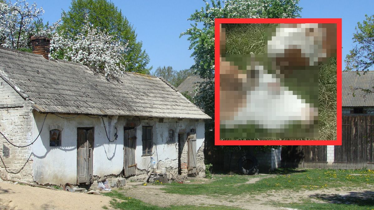 Sześć krów zginęło po porażeniu prądem w oborze. 