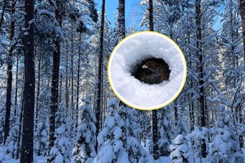 Szli na obchód lasu. Nagle go zobaczyli. Zakopał się w śniegu i siedział