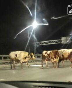 Uciekły z ciężarówki. Byki biegają po moście w Warszawie