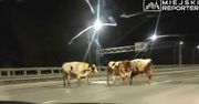 Uciekły z ciężarówki. Byki biegają po moście w Warszawie