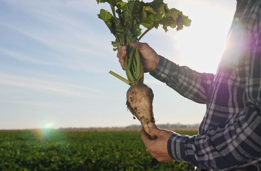 Cheap sugar or bees? EU’s fight with pesticides