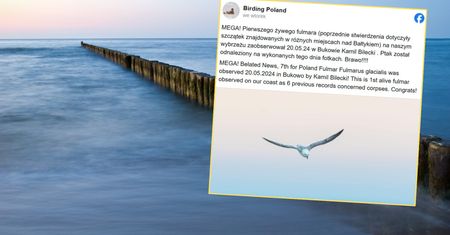 Ptak widmo widziany w Polsce. Pierwszy raz udało się go "złapać"