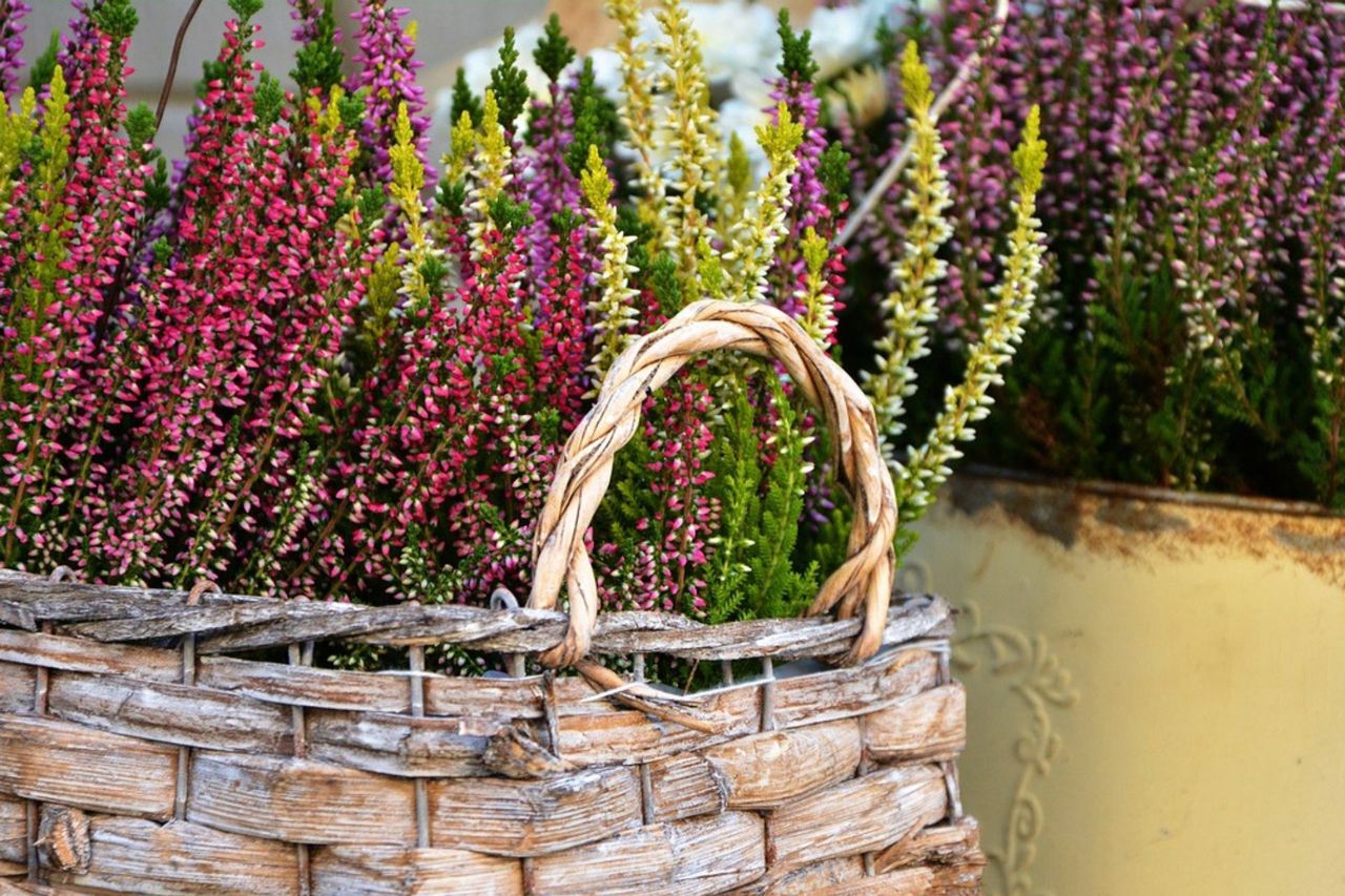 How to ensure your heather thrives: Care tips for autumn blooms