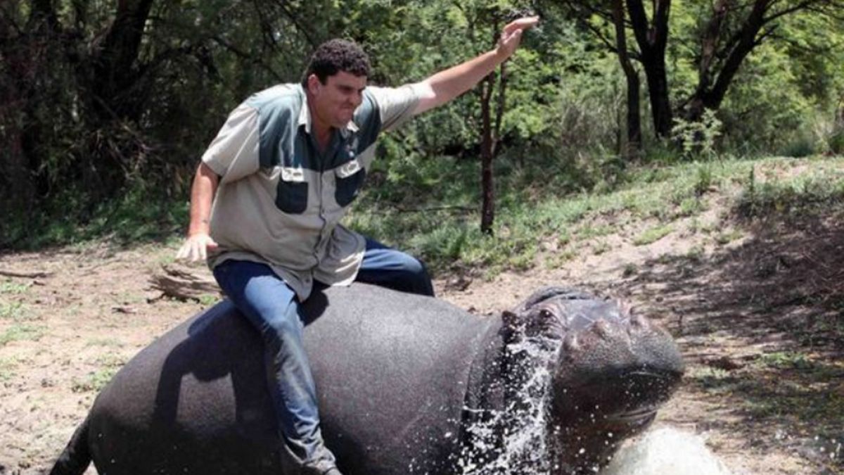 Marius Els jeździł na swoim hipopotamie jak na koniu