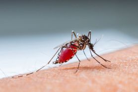 Wiemy, dlaczego komary gryzą cię częściej, niz innych (WIDEO)