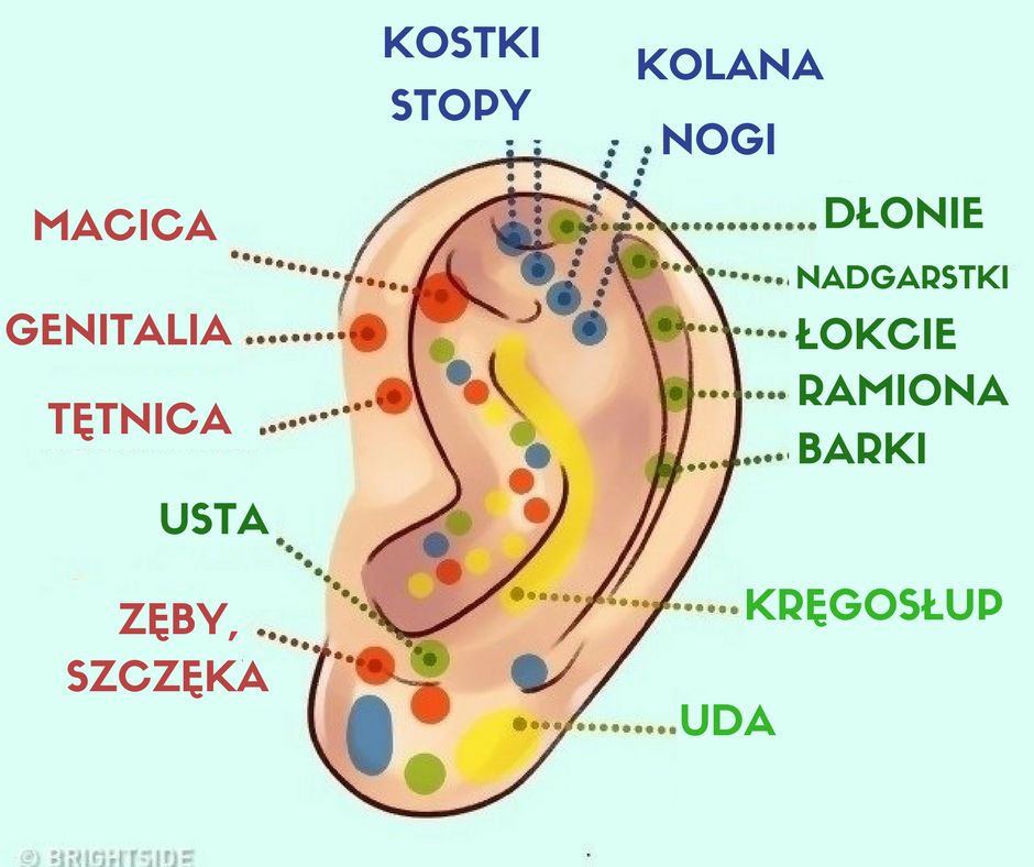 Refleksologia uszu pozwala łagodzić ból 
