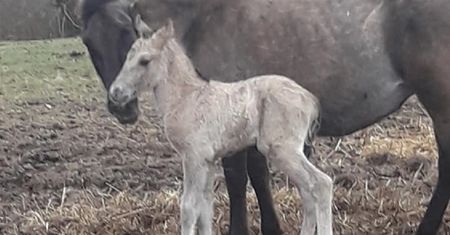 Ktoś zastrzelił karmiącą klacz. 10 tys. zł za pomoc w ustaleniu sprawcy