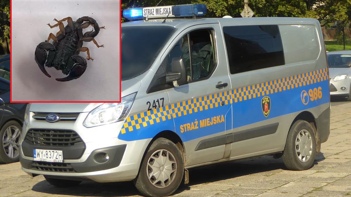 Egzotyczne zwierzę znalezione pod łóżkiem w Warszawie