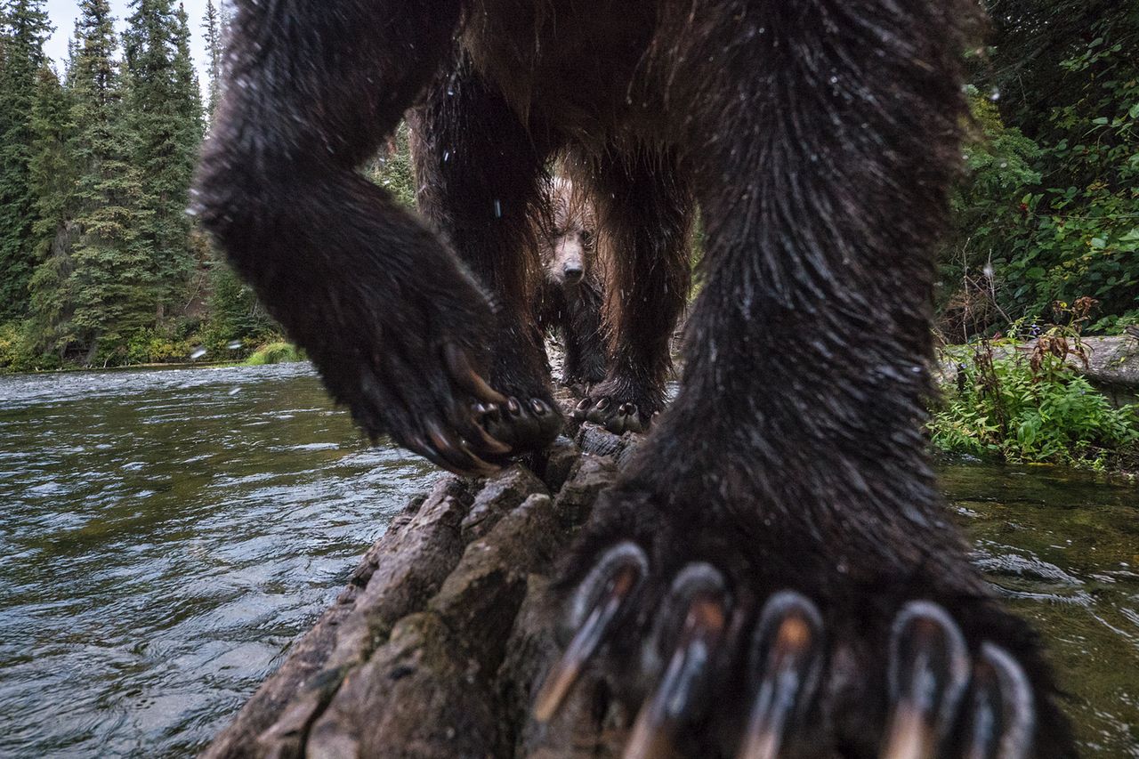 Jak powstało niesamowite zdjęcie, na którym samica grizzly uczy swoje młode polować?