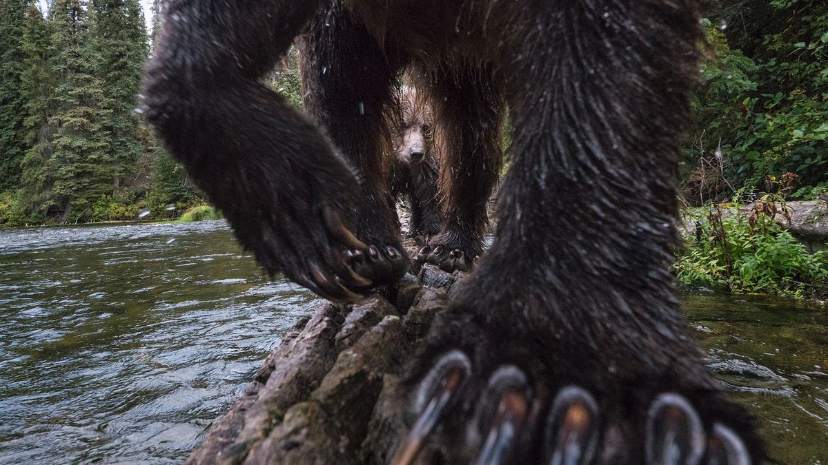 Jak powstało niesamowite zdjęcie, na którym samica grizzly uczy swoje młode polować? 1