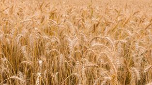 Sprawa ukraińskiego zboża w prokuraturze. Nowe ustalenia