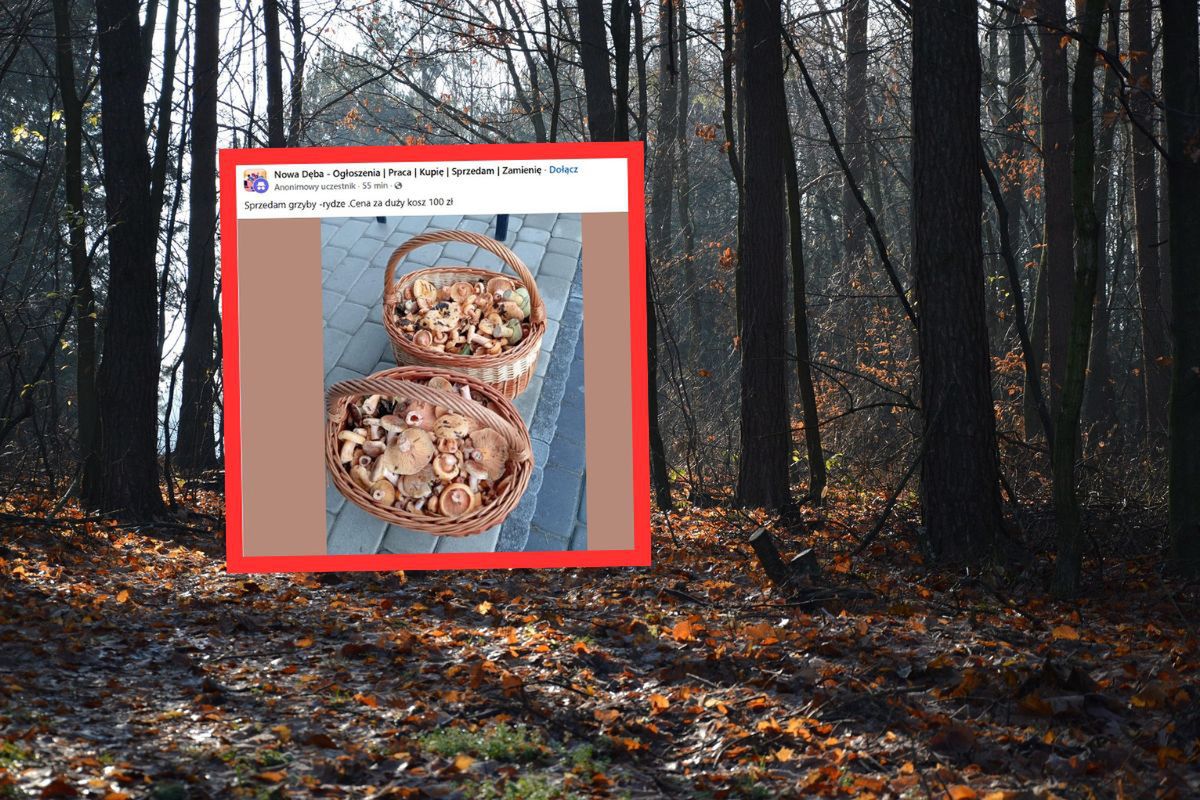 Pełne kosze. Rydze z lasu na sprzedaż. Tyle trzeba zapłacić