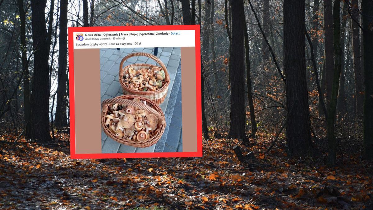 Rydze z Lasów Janowskich na sprzedaż