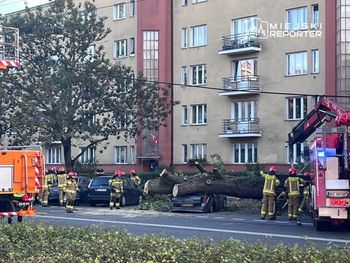 Warszawa: Drzewo przewróciło się na trakcję tramwajową i samochody.