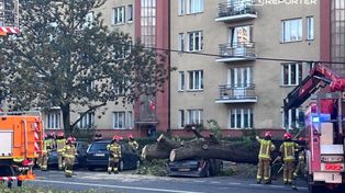 Warszawa: Drzewo przewróciło się na trakcję tramwajową i samochody.