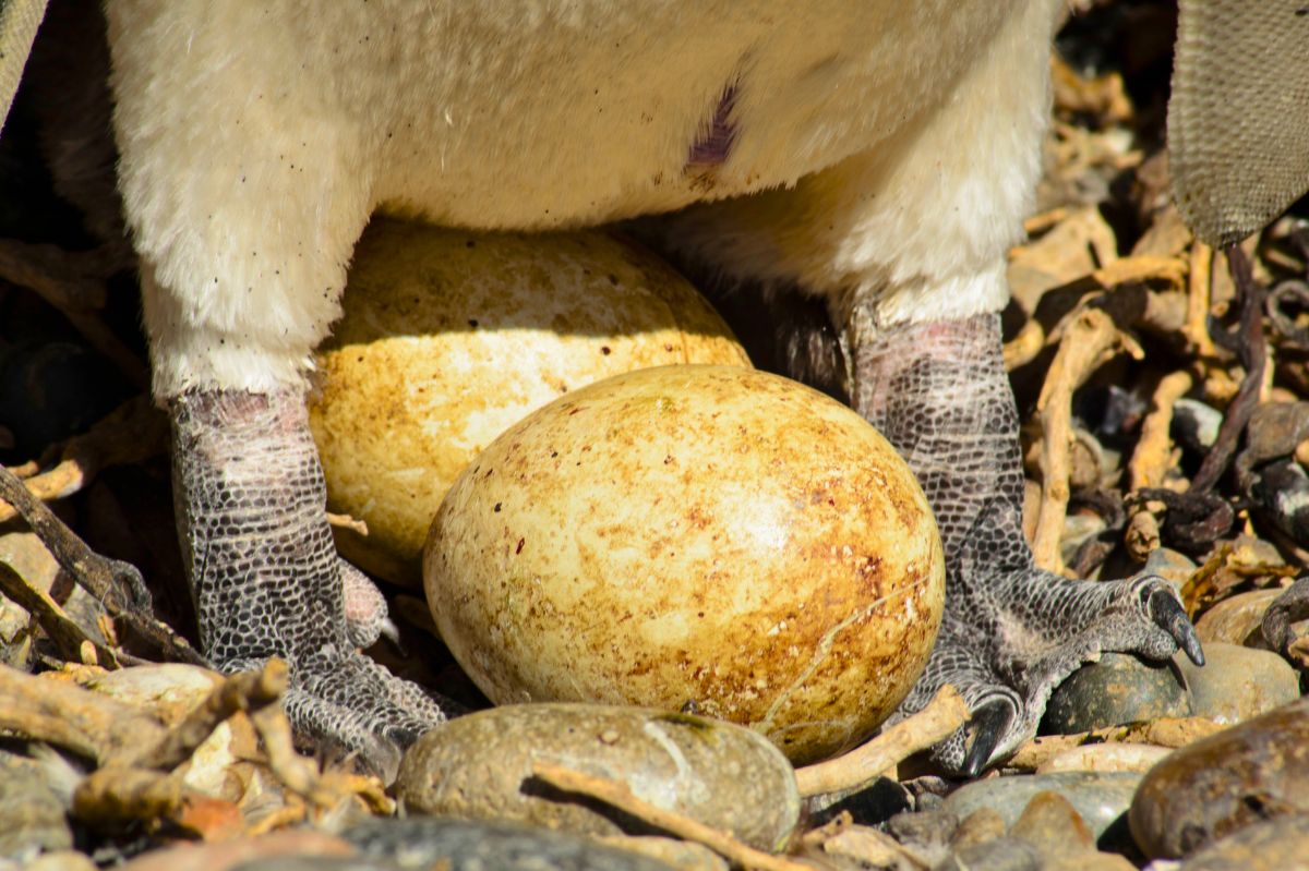 Te jajka pingwinów są wyjątkowe na Wielkanoc 