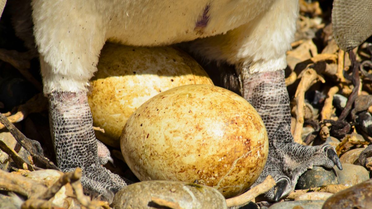 Te jajka pingwinów są wyjątkowe na Wielkanoc 