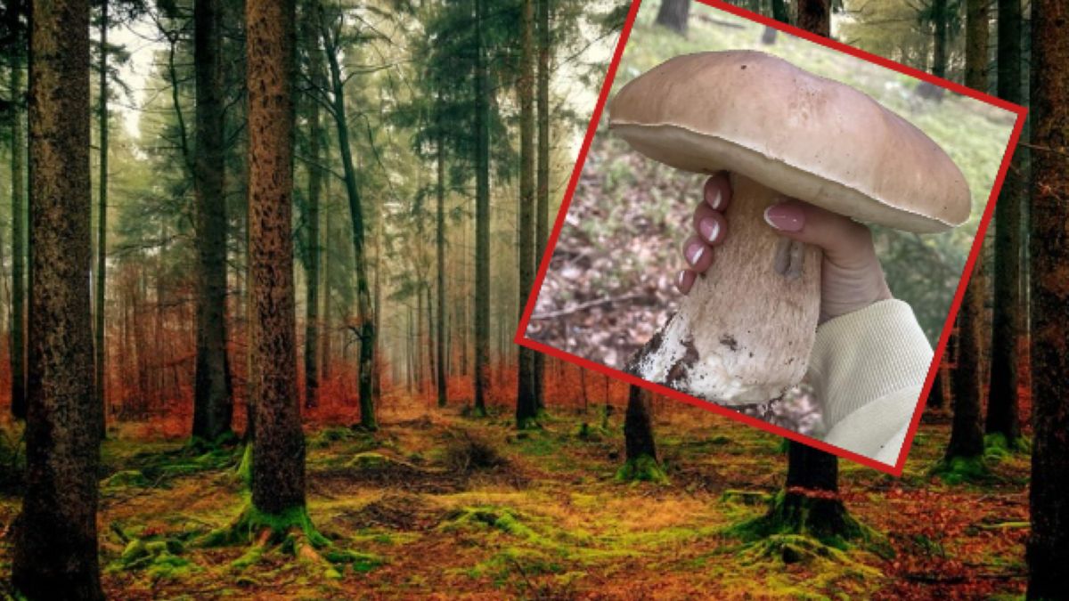 Pokazała znaleziony w lesie grzyb. Robi wrażenie