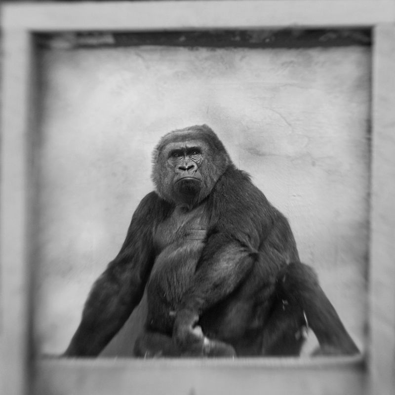Przejmujące i pełne emocji portrety małp zamkniętych w ogrodach zoologicznych 19