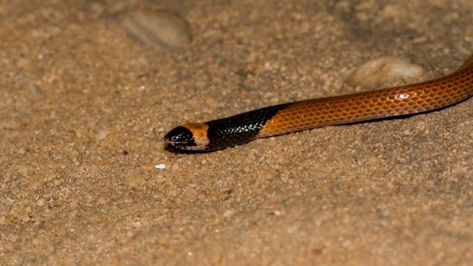 Rhynchocalamus hejazicus