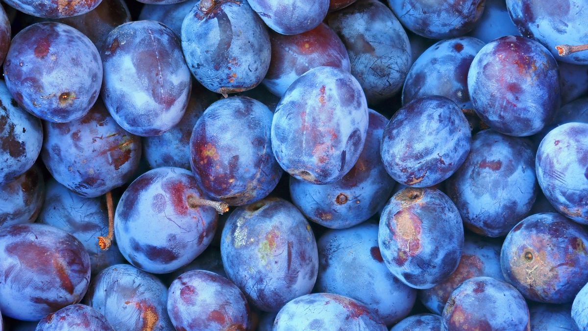 Czy warto jeść śliwki?