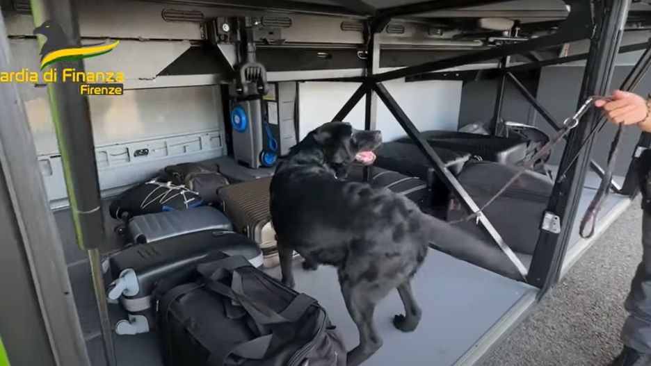 Elio, pies włoskiej straży