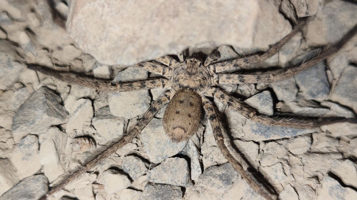 Heteropoda venatoria ( Huntsman spider)
