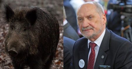 Bojówki Macierewicza zmasakrują dziki? "Wystosowałem pismo do pani premier o powołanie zespołu DO SPRAW WALKI Z DZIKAMI"