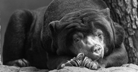 Smutne informacje z łódzkiego zoo. Nie żyje niedźwiedź malajski