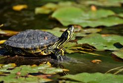 Wrocław. Odłowią żółwie z fosy miejskiej. Tworzą zagrożenie dla przyrody